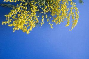 primavera concierto. mimosa en un azul antecedentes. mimosa de cerca. contento primavera. foto