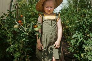 un pequeño niña en un Paja sombrero es cosecha Tomates en un invernadero. cosecha concepto. foto