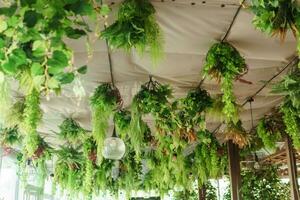 café interior con elementos de biofílico diseño. el techo es decorado con colgando interior plantas. el concepto de biofilia foto