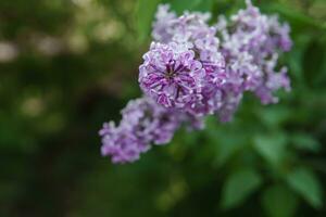 Lilac flowers on a green lilac bush close-up. Spring concert. Lilac garden. photo