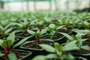 Greenhouse with a large variety of green plants. The concept of planting crops in spring. photo