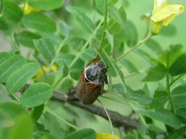 Cockchafer on a bush with yellow flowers Caragana arborescens in the month of May. Honey plants Ukraine. Collect pollen from flowers and buds photo