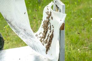 Beekeeper shakes bee families on glue to place in nucleus bee caregivers for artificially insemination queen bee photo