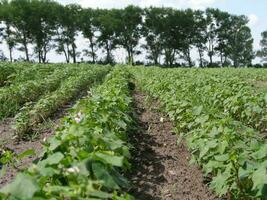 Buckwheat sprouts on the field. Buckwheat young plants in the garden. Agricultural culture. Honey plants Ukraine photo