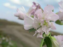 A bee collects nectar from white hyacinth photo