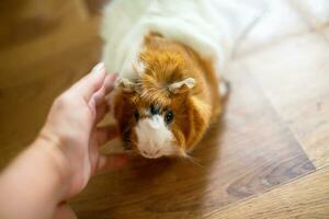 Hand strokes the guinea pig sitting on the floor of the house photo