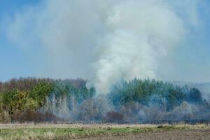 Large-scale forest fire. Burning field of dry grass and trees. Thick smoke against blue sky. dangerous effects of burning grass in fields in spring and autumn. photo