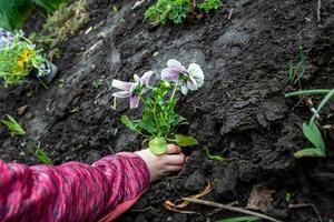 A girl plants a flower in the soil in a flower bed photo