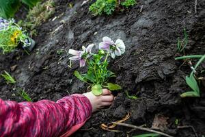 un niña plantas un flor en el suelo en un flor cama foto