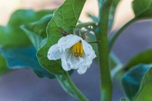 White eggplant, eggplant, aubergine, guinea squash flower photo