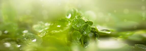 Beautiful green background with lawn clerical leaves after rain. Raindrops on green leaves on a blurry green spring background. photo