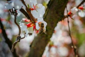 Bee on flower of Nanking cherry Prunus tomentosa photo