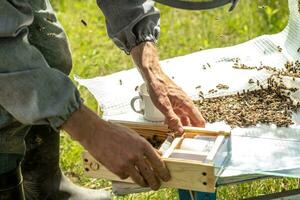 Beekeeper holding a small Nucleus with a young queen bee. Breeding of queen bees. Beeholes with honeycombs. Preparation for artificial insemination bees. Natural economy. Queen Bee Cages photo