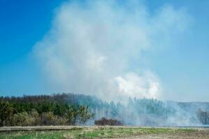Large-scale forest fire. Burning field of dry grass and trees. Thick smoke against blue sky. dangerous effects of burning grass in fields in spring and autumn. photo