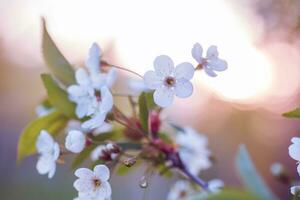 white flowers cherry tree. white flowers cherry tree. Flowers cherry tree blossomed. Honey and medicinal plants Ukraine. Flowering fruit trees. photo