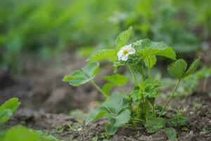 hermosa blanco fresa flor en el jardín. el primero cosecha de fresas en el temprano verano. natural antecedentes. foto