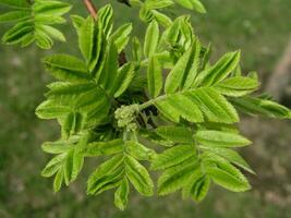 Young leaves of rowan flowers with buds. The first greens in spring. photo