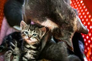 Cute and abandoned kittens find shelter in a plastic box. photo