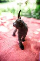 Black kitten on red blanket in the afternoon in the yard of a rural house. photo