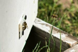 Honey bee flies into the hive in summer at an apiary photo