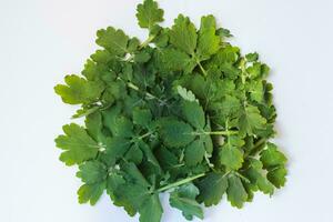 Celandine leaves on a white background. Useful herbs for use in alternative medicine photo