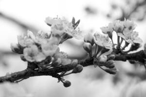 Flowers of Cherry plum or Myrobalan Prunus cerasifera blooming in the spring on the branches. Designer tinted in black and white. photo