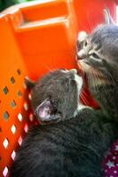 Abandoned kitties huddle together in a plastic crate photo