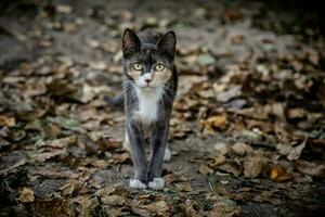 Tricolor mom among dry autumn leaves. Portrait of a yard cat on the street in the evening. photo