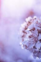 Flowers of Cherry plum or Myrobalan Prunus cerasifera blooming in the spring on the branches. Designer tinted in Violet. photo