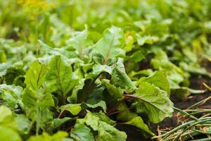 Sea beet, Beta vulgaris subsp. maritima, beetroot, table, garden, red, or golden beet, beet greens are green leaves with purple veins growing from a root crop in the ground. photo