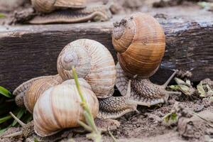 bunch of hand-picked grape snails, summer day in garden. Grape snail farm for restaurants. edible snail or escargot, is a species of large, edible, air-breathing land on wooden plank. photo