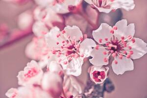 Flowers of Cherry plum or Myrobalan Prunus cerasifera blooming in the spring on the branches. Designer tinted in pink. photo