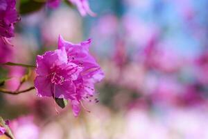 Branch with azaleas flowers against background of pink blurry colors and blue sky. photo