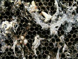 Wax moth larvae on an infected bee nest. The family of bees is sick with a wax moth. photo