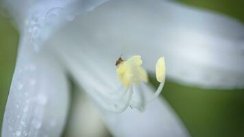 Hosta, hostas, plantain lilies, giboshi white flower with drop macro view. Background from hosta leaves. Perennial. photo