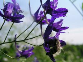 Consolida regalis, forking larkspur, rocket-larkspur, and field larkspur close-up of purple flowers growing in a meadow. Honey and medicinal plants in Europe. drug plants photo