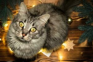 gato mira arriba en medio de Navidad luces. gato en mesa con herramientas para embalaje regalos para nuevo año 203 foto