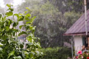 A heavy downpour. photo