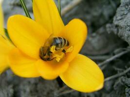 A bee collects nectar from white hyacinth photo