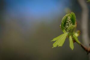 Young leaves and flower buds of horse chestnut in May in spring. photo