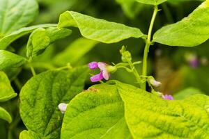 Purple Flowers of green bean on a bush. French beans growing on the field. Plants of flowering string beans. snap beans slices. haricots vert close up. photo