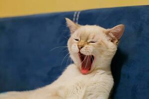 White cat yawning sitting on couch photo