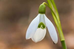 The first spring flowers white snowdrops in the forest illuminat photo