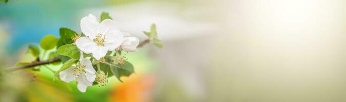 Blossoming apple tree branch against backdrop of blurred hives. Spring background photo