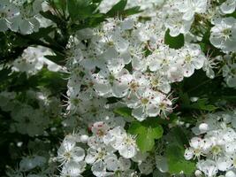 Blooming Crataegus, hawthorn, thornapple, May-tree, whitethorn, or hawberry beautiful white blossoms photo