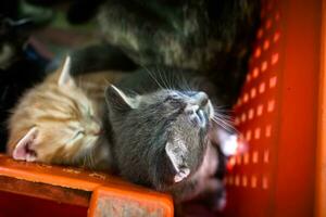 Rescued kittens find solace in a plastic crate photo