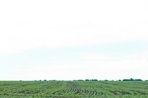 campo de brote alforfón en antecedentes de cielo. alforfón, fagopyrum esculento, japonés alforfón y casco plateado alforfón en el campo. foto