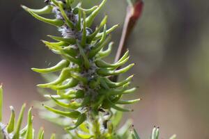 Risen blooming inflorescences female flowering catkin or ament on Salix alba white willow in early spring before the leaves. Collect pollen from flowers and buds. photo