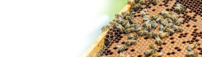 a beekeeper is holding a frame with bees photo