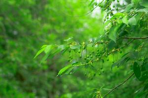 Green fruits of plum trees, which begin to ripen, hang on a tree branch photo